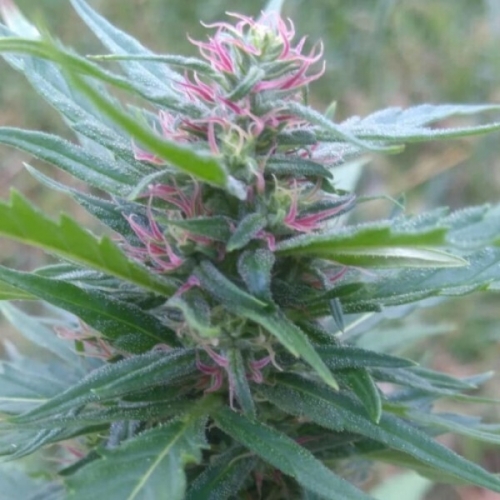 CBG-i-CBD--czym-roznia-sie-odmiany-konopi-wloknistych