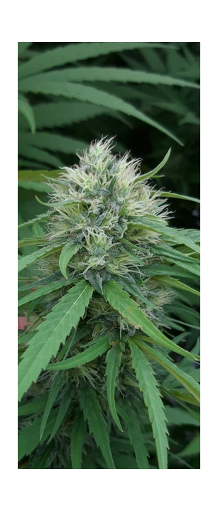 SERALY25  12-15% CBG          0,2% THC - odmiana certyfikowana wpisana do rejestru UE