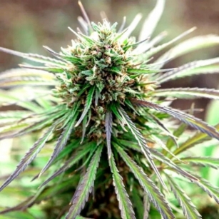 ENECTAROL  8-12%CBG          0.2%THC - certified variety registered in the EU register
