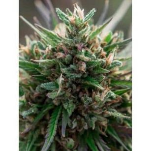 ENECTALIANA 5-15%CBD     0,2%THC - odmiana certyfikowana wpisana do rejestru UE 