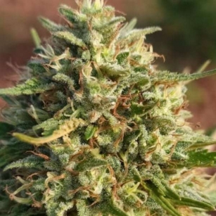 NORTHWEST 11-14%CBD      0,2%THC  - odmiana certyfikowana wpisana do rejestru UE