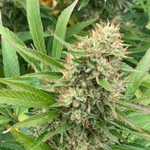 MIDWEST   12-15%CBD          0,2%THC - odmiana certyfikowana wpisana do rejestru UE