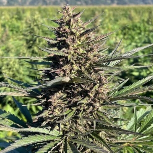  - COPY - COPY - COPY - COPY - COPY - COPY