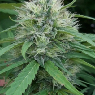 SERALY25  12-15% CBG          0,2% THC - odmiana certyfikowana wpisana do rejestru UE