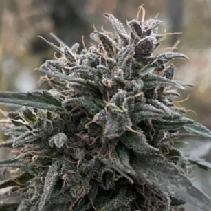 WESTERN CHERRY 8-18% CBD 0.2% THC - certified high-terpene variety registered in the EU register