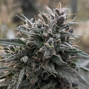 WESTERN CHERRY 8-18%CBD     0,2% THC - odmiana certyfikowana wysokoterpenowa wpisana do rejestru UE