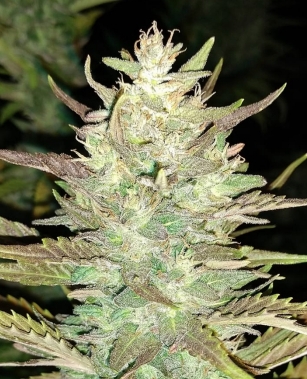  - COPY - COPY - COPY - COPY - COPY - COPY - COPY - COPY