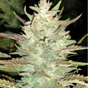 ARIZONA DREAM 8-12% CBD 0.2% THC - certified variety registered in the EU register